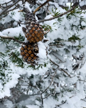 Pinecone 